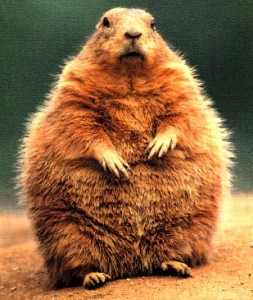 ground hog